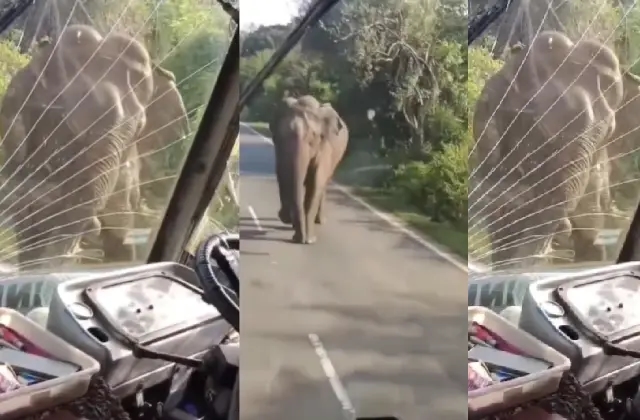ಕಬ್ಬಿಗಾಗಿ ಲಾರಿ ಗ್ಲಾಸ್ ಪುಡಿಗಟ್ಟಿದ ಕಾಡಾನೆ - News Karnataka