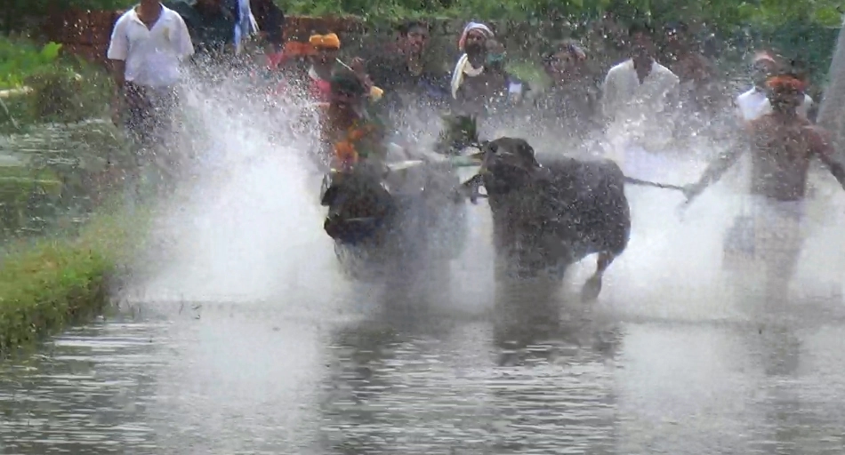 ಕಂಬಳಕ್ಕೆ ಇನ್ನೂ 4 ತಿಂಗಳು ಬಾಕಿ; ಆಗಲೇ ‘ಕುದಿ' ಆರಂಭ, ಕೋಣಗಳ ಓಟದ ತಾಲೀಮಿಗೆ ಮುಹೂರ್ತ! - News Karnataka