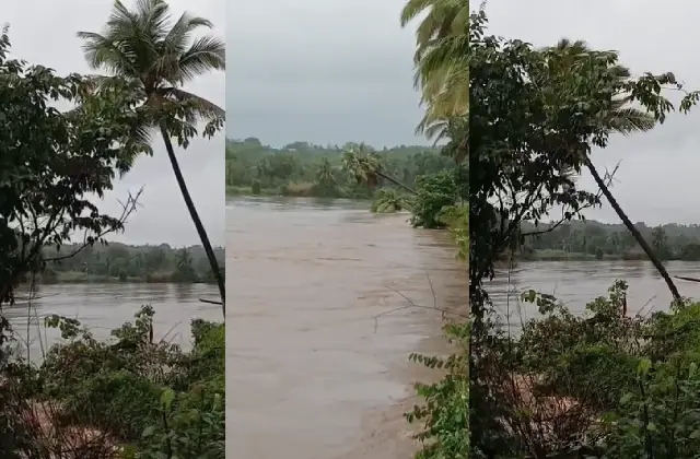 ಉಕ್ಕಿ ಹರಿಯುತ್ತಿರುವ ಸ್ವರ್ಣ ನದಿ; ನೀರಿನ ರಭಸಕ್ಕೆ ನದಿ ಪಾಲಾಗುತ್ತಿರುವ ತೆಂಗಿನ ಮರಗಳು - News Karnataka