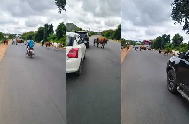 ಬೀಡಾಡಿ ದನಗಳ ಹಾವಳಿಗೆ ಕಡಿವಾಣ ಹಾಕಿ : ಕರವೇ ರಾಜೇಂದ್ರ - News Karnataka