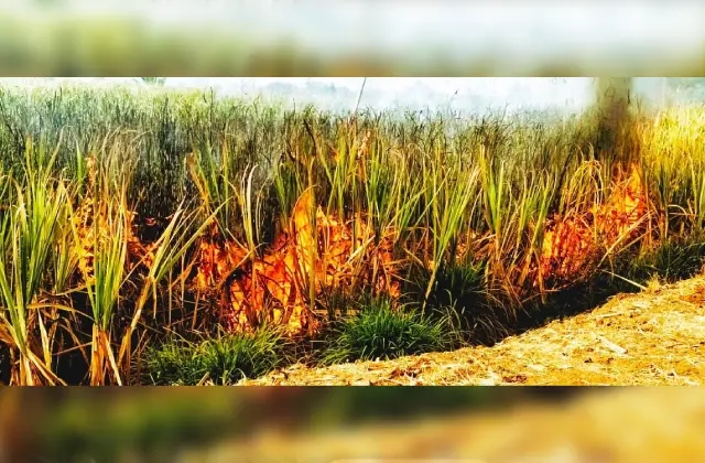 ಶಾರ್ಟ್ ಸರ್ಕ್ಯೂಟ್‌;  20 ಎಕರೆ ಕಬ್ಬು ಬೆಂಕಿಗಾಹುತಿ - News Karnataka