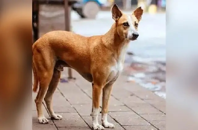ಈ ಊರಲ್ಲಿ ನಾಯಿ ಜೊತೆ ಮಕ್ಕಳ ಮದುವೆ ಮಾಡಿಸ್ತಾರೆ! - News Karnataka