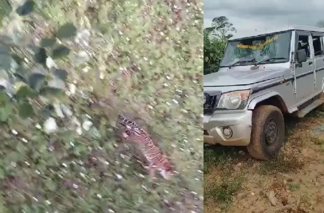 ರೈತನ ಮೇಲೆ ವ್ಯಾಘ್ರ ದಾಳಿ, ಸ್ಥಿತಿ ಗಂಭೀರ; ಅರಣ್ಯ ಅಧಿಕಾರಿಗಳ ವಾಹನಗಳ ಮೇಲೆ ಕಲ್ಲು ತೂರಾಟ! - News Karnataka