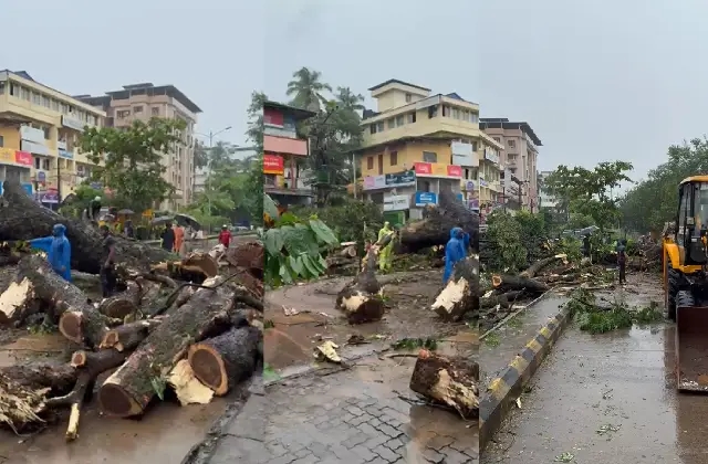 ಮಂಗಳೂರು : ಧಾರಾಕಾರ ಗಾಳಿ ಮಳೆಗೆ ಬಿಜೈ ಬಳಿ ಉರುಳಿ ಬಿದ್ದ ಮರ - News Karnataka