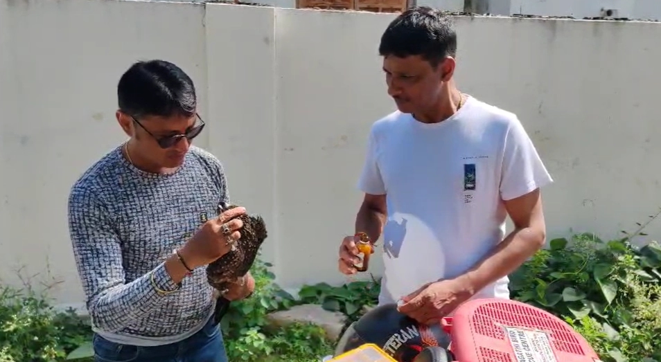 ಮೈಸೂರು : ನಿತ್ರಾಣಗೊಂಡು ಕೆಳಗೆ ಬಿದ್ದಿದ್ದ ಹದ್ದಿನ ರಕ್ಷಣೆ - News Karnataka