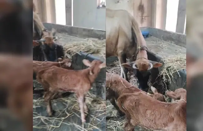 ಕುಂಜಾರುಗಿರಿ: ಅವಳಿ ಕರುವಿಗೆ ಜನ್ಮ‌ ನೀಡಿದ ಹಸು - News Karnataka