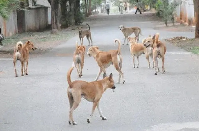 ಸುಪ್ರೀಂಕೋರ್ಟ್ ಆದೇಶದಂತೆ ಬೀದಿ ನಾಯಿಗಳಿಗೆ ಆಶ್ರಯ ಕಲ್ಪಿಸಲು ಸಿದ್ಧತೆ ಆರಂಭ! - News Karnataka