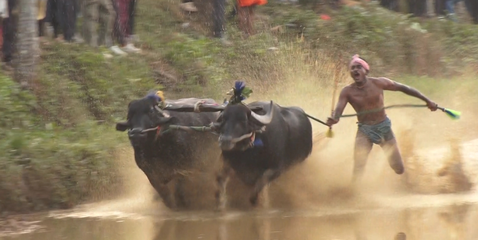 ಚಾಮರಾಜನಗರ: ಐದು ಹಸುಗಳು ಶಂಕಾಸ್ಪದ ರೀತಿಯಲ್ಲಿ ಮೃತ್ಯು - News Karnataka
