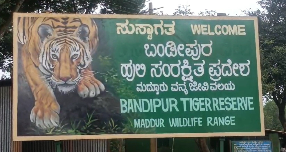 ಗುಂಡ್ಲುಪೇಟೆ : ಜಮೀನಿನಲ್ಲಿ ಹುಲಿ ಓಡಾಟ ಆತಂಕದಲ್ಲಿ ರೈತಾಪಿ ವರ್ಗ - News Karnataka