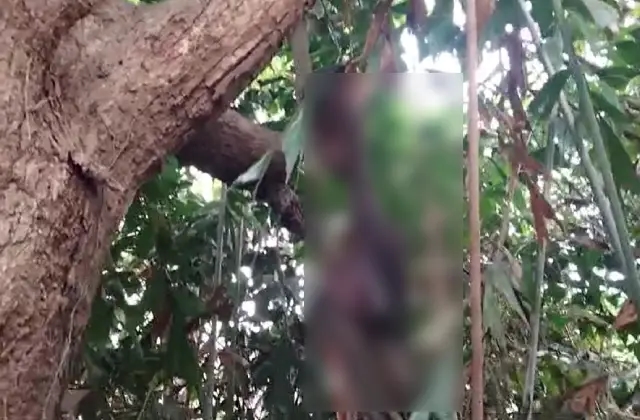 ಉಡುಪಿ: ನೇಣುಬಿಗಿದ ಸ್ಥಿತಿಯಲ್ಲಿ ವ್ಯಕ್ತಿಯ ಮೃತದೇಹ ಪತ್ತೆ - News Karnataka