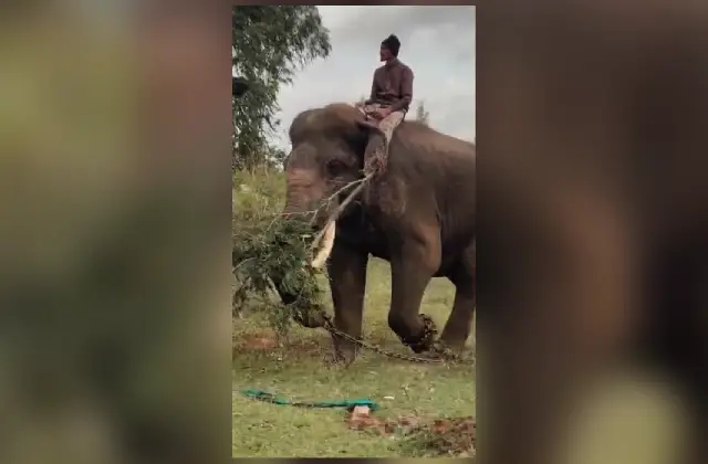 ಗುಂಡ್ಲುಪೇಟೆ: ಕುಂದಕೆರೆಯಲ್ಲಿ ಹುಲಿ ಸೆರೆಗೆ ಕೂಂಬಿಂಗ್ ಕಾರ್ಯಾಚರಣೆ ಶುರು! - News Karnataka
