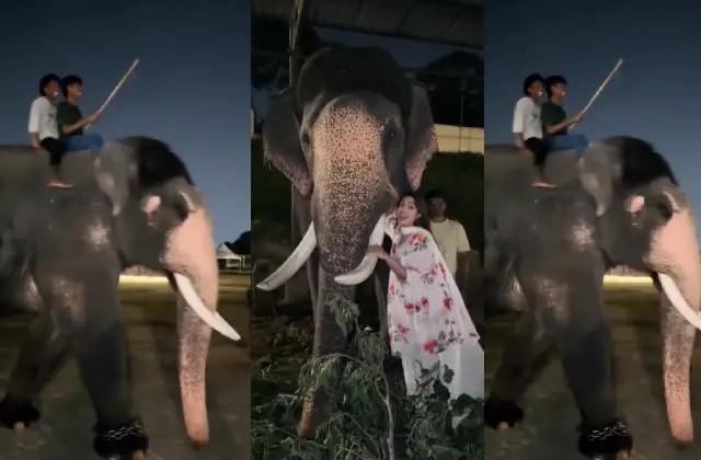 ದಸರಾ ಆನೆ ಭೀಮಾ ಜೊತೆ ಯುವತಿ ಚೆಲ್ಲಾಟ ; ವಿಡಿಯೋ ವೈರಲ್! - News Karnataka