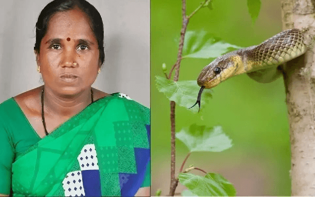 ಮರದಡಿ ನಿಂತು ಆಸರೆ ಪಡೆದಿದ್ದ ವೇಳೆ ಕಿವಿಗೆ ಹಾವು ಕಚ್ಚಿ ಮಹಿಳೆ ಸಾವು - News Karnataka