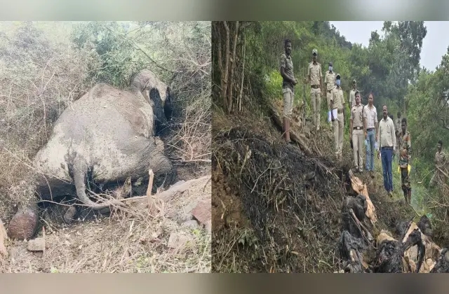 ಮತ್ತೊಂದು ಆನೆಯ ಕಳೇಬರ ಪತ್ತೆ: ನೀರಿಲ್ಲದೆ ಮೃತಪಟ್ಟಿರುವ ಶಂಕೆ! - News Karnataka