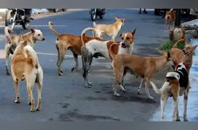 ತೆಲಂಗಾಣದಲ್ಲಿ ವೃದ್ಧೆಯನ್ನು ಕಚ್ಚಿ ಕೊಂದ ಬೀದಿನಾಯಿ! - News Karnataka