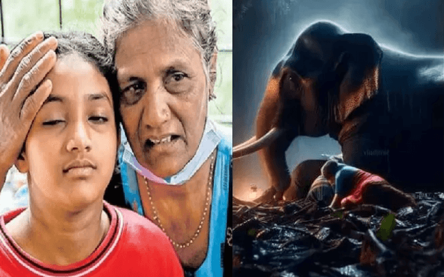ವಯನಾಡ್ ಸಂತ್ರಸ್ತರಿಗೆ ಆ ರಾತ್ರಿ ಬೆಟ್ಟದಲ್ಲಿ ಕಾವಲಾಗಿ ನಿಂತಿತ್ತು ಆನೆ ! - News Karnataka