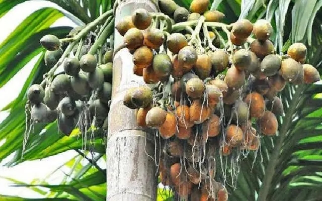 ಮಂಗಳೂರು ಅಡಿಕೆಯ ಮೇಲಿನ ಜಿಎಸ್‌ಟಿ ಇಳಿಸಲು ಕ್ಯಾಂಪ್ಕೊ ಆಗ್ರಹ - News Karnataka