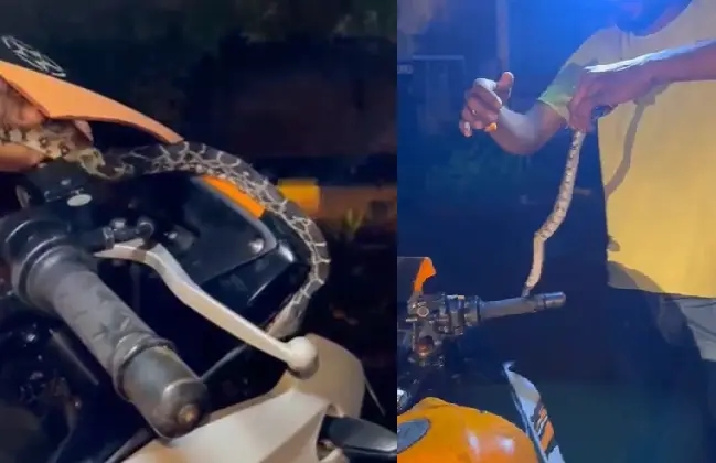 ಉಡುಪಿ: ಬೈಕ್‌ ಡೂಮ್‌ನಲ್ಲಿ ಹಾವು ಕಂಡು ಬೆಚ್ಚಿಬಿದ್ದ ಯುವಕ - News Karnataka
