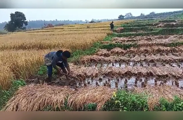 ಮೈಸೂರಿನಲ್ಲಿ ಫೆಂಗಲ್ ಎಫೆಕ್ಟ್: ಕಟಾವು ಮಾಡಿದ್ದ ಭತ್ತ ಜಲಾವೃತ್ತ, ಬೆಳೆ ನಾಶ! - News Karnataka