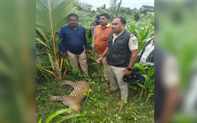 ಹಂಬಳೆ ಗ್ರಾಮದಲ್ಲಿ ಚಿರತೆಯ ಮೃತ ದೇಹ ಪತ್ತೆ: ಅರಣ್ಯಾಧಿಕಾರಿ ಭೇಟಿ - News Karnataka