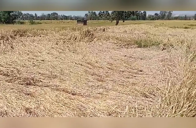 ಮೈಸೂರು : ಫೆಂಗಲ್ ಚಂಡಮಾರುತ ಎಫೆಕ್ಟ್, ನಿರಂತರ ಮಳೆಗೆ ನೆಲಕಚ್ಚಿದ ಭತ್ತದ ಬೆಳೆ - News Karnataka