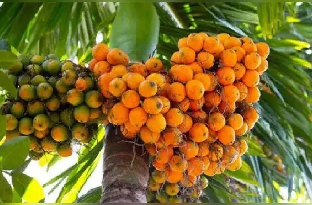 ಅಡಿಕೆ ಬೆಳೆಗಾರರ ರಕ್ಷಣೆಗೆ ಮುಂದಾದ ಕೇಂದ್ರ ಸರಕಾರ ! - News Karnataka