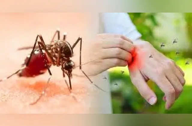 ಸೊಳ್ಳೆಗಳನ್ನು ಓಡಿಸಲು ಇಲ್ಲಿವೆ 10 ನೈಸರ್ಗಿಕ ವಿಧಾನಗಳು! - News Karnataka