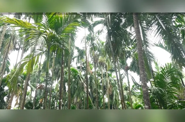 ಅಡಿಕೆ ವೈಜ್ಞಾನಿಕ ಅಧ್ಯಯನ: ಕೇಂದ್ರ ಸರಕಾರಕ್ಕೆ ಕ್ಯಾಂಪ್ರೋ ಕೃತಜ್ಞತೆ ಸಲ್ಲಿಸಿದೆ - News Karnataka