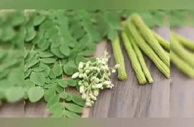 ನುಗ್ಗೆಸೊಪ್ಪಿನಿಂದ ಆರೋಗ್ಯಕ್ಕಾಗುವ ಪ್ರಯೋಜನಗಳೇನು ಗೊತ್ತಾ? - News Karnataka