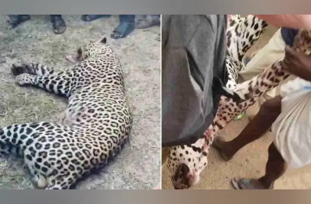 ಮೂವರ ಮೇಲೆ ದಾಳಿ: ಸಿಟ್ಟಿಗೆದ್ದು ಚಿರತೆಯನ್ನು ಕೊಂದು ಹಾಕಿದ ಸಾರ್ವಜನಿಕರು - News Karnataka