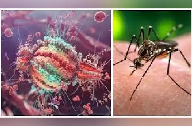 ಪುಣೆಯಲ್ಲಿ ಝಿಕಾ ವೈರಸ್ ಪತ್ತೆ: 4 ಮಂದಿ ಮೃತ್ಯು, 66 ಪ್ರಕರಣ ದಾಖಲು! - News Karnataka