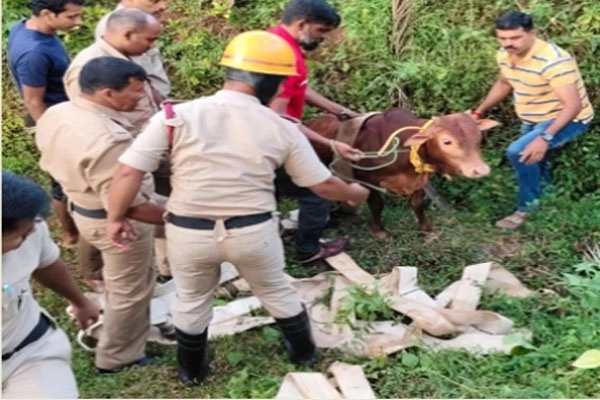 ಬಾವಿಗೆ ಬಿದ್ದ ಕರು – ಅಗ್ನಿಶಾಮಕ ದಳ, ಸ್ಥಳೀಯರಿಂದ ರಕ್ಷಣೆ! - News Karnataka