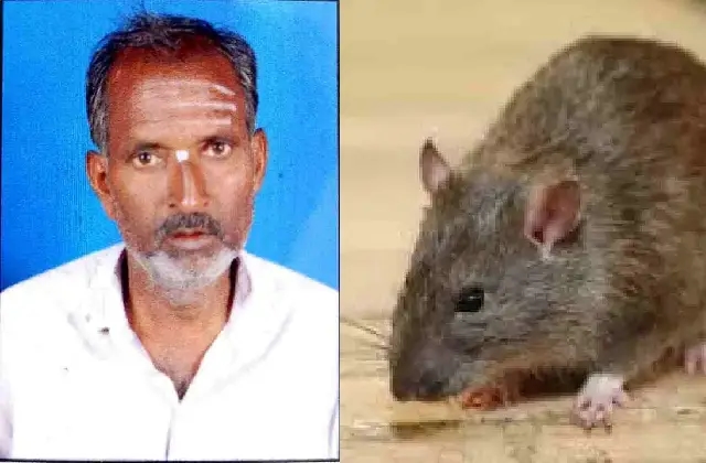 ಹಾವೇರಿಯಲ್ಲಿ ಇಲಿ ಜ್ವರಕ್ಕೆ ಚಿಕಿತ್ಸೆ ಫಲಿಸದೆ ವೃದ್ಧ ಮೃತ್ಯು - News Karnataka