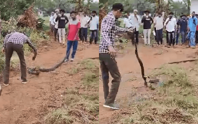 ನೆಲ್ಯಾಡಿಯಲ್ಲಿ ಬೃಹತ್ ಗಾತ್ರದ ಕಾಳಿಂಗ ಸರ್ಪ ಸೆರೆ ಹಿಡಿದ ಸ್ನೇಕ್ ಝಕಾರಿಯಾ - News Karnataka