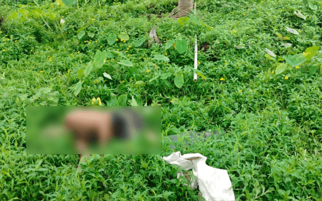 ಶಿರ್ವ: ಎಳೆನೀರು ಕೊಯ್ಯುವ ವೇಳೆ ವಿದ್ಯುತ್ ತಗುಲಿ ವ್ಯಕ್ತಿ ಮೃತ್ಯು - News Karnataka
