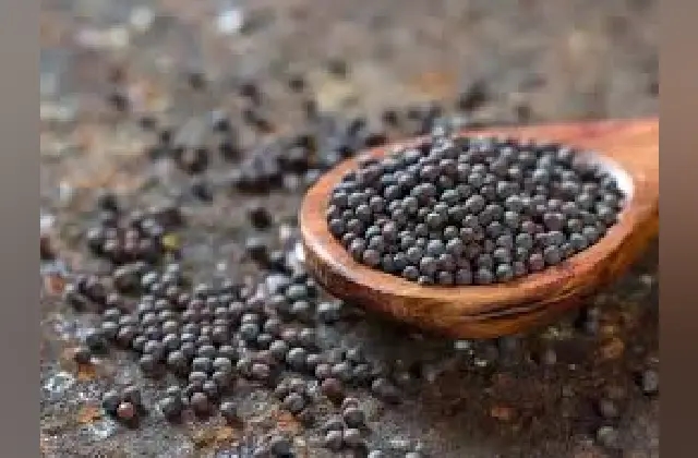 ಕೀಲು ನೋವಿದ್ದರೆ ಸಾಸಿವೆಯನ್ನು ಈ ರೀತಿ ಬಳಸುವುದು ಸೂಕ್ತ! - News Karnataka