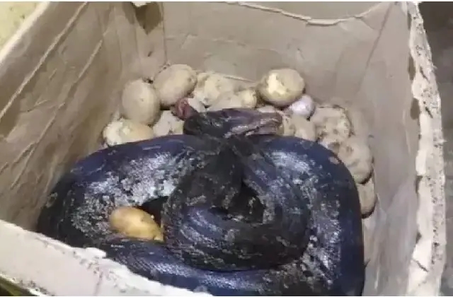 ಹೋಟೆಲ್‌ನಲ್ಲಿ ಆಲೂಗಡ್ಡೆ ಬಾಕ್ಸ್​ನಲ್ಲಿ ಹೆಬ್ಬಾವು ಪತ್ತೆ! - News Karnataka