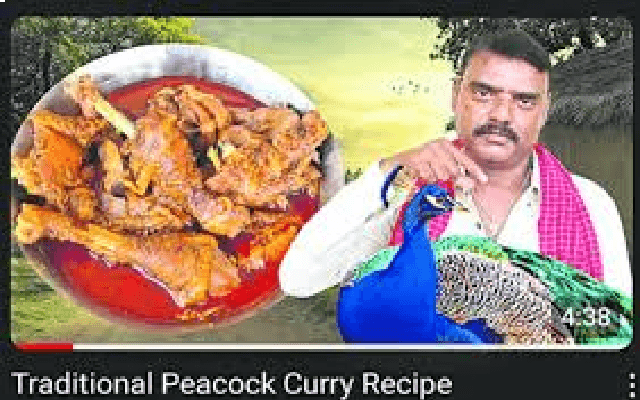 ನವಿಲು ಮಾಂಸದ ಕರಿ ಮಾಡಿ ಸಿಕ್ಕಿ ಬಿದ್ದ ಯೂಟ್ಯೂಬರ್​ಗೆ ಬಿಗ್​ ಶಾಕ್​ - News Karnataka