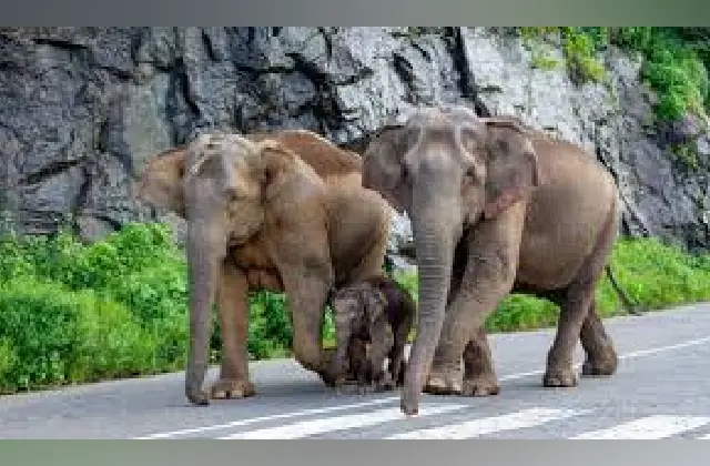 ಇಂದು ಬನ್ನೇರುಘಟ್ಟ ಜೈವಿಕ ಉದ್ಯಾನವನದಲ್ಲಿ ವಿಶ್ವ ಆನೆಗಳ ದಿನಾಚರಣೆ - News Karnataka