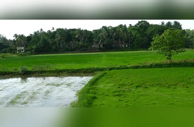 ಮುಂಗಾರು ಹಂಗಾಮಿನಲ್ಲಿ ಈ ಬಾರಿ ಬೇಸಾಯ ತಡವಾದರೂ ಉತ್ತಮ ಬೆಳೆ - News Karnataka