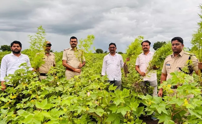 8 ಕೆಜಿ 120 ಗ್ರಾಂ ಗಾಂಜಾ ಗಿಡಗಳು ಜಪ್ತಿ : ಆರೋಪಿಯ ಬಂಧನ! - News Karnataka