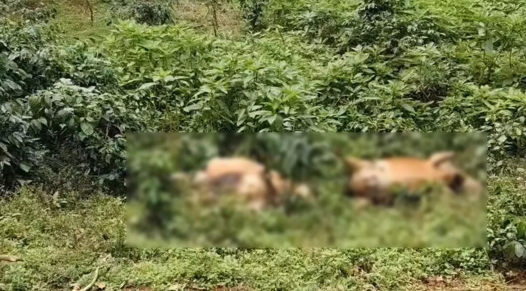 ತುಂಡಾಗಿ ಬಿದ್ದಿದ್ದ ವಿದ್ಯುತ್ ತಂತಿ ಸ್ಪರ್ಶ: 3 ಹಸುಗಳು ಮೃತ್ಯು - News Karnataka