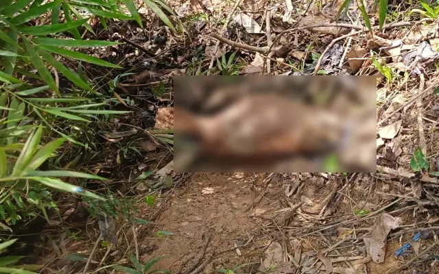 ನದಿಯಲ್ಲಿ ಎರಡು ಗೋವುಗಳ ತಲೆಗಳು ಪತ್ತೆ : ಸ್ಥಳೀಯರ ಆಕ್ರೋಶ - News Karnataka