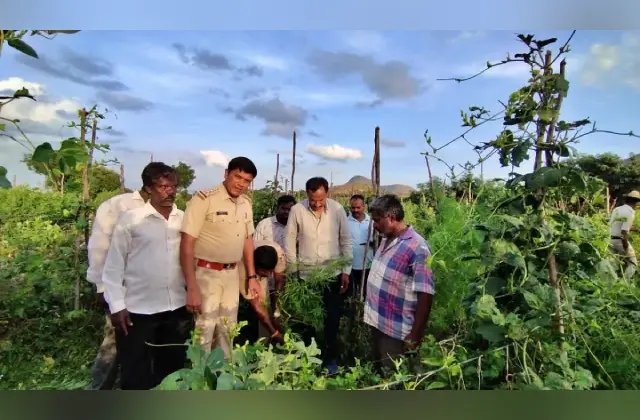 ಟೊಮ್ಯಾಟೊ ತೋಟದಲ್ಲಿದ್ದ 17 ಲಕ್ಷ ಮೌಲ್ಯದ ಗಾಂಜಾ ಗಿಡ ವಶಕ್ಕೆ: ಆರೋಪಿ ಬಂಧನ - News Karnataka