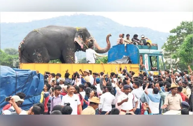 ಯಶಸ್ವಿ ಉತ್ಸವದ ನಂತರ ವಿದಾಯ ಹೇಳಿದ ಮೈಸೂರಿನ ದಸರಾ ಆನೆಗಳು - News Karnataka