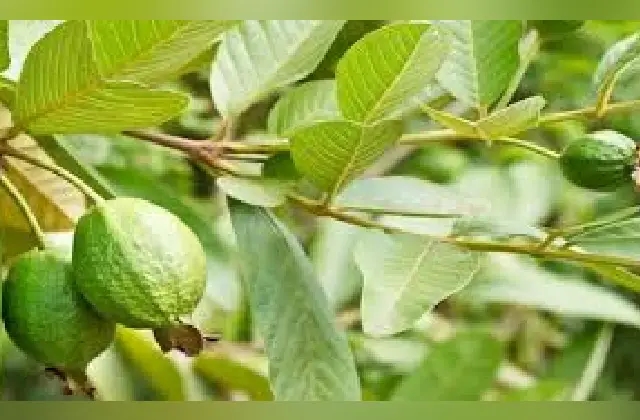 ಪೇರಳೆ ಎಲೆಯ ಚಹಾ ರಕ್ತದಲ್ಲಿನ ಕೊಲೆಸ್ಟ್ರಾಲ್ ಮಟ್ಟ ಇಳಿಕೆಗೆ ಸಹಕಾರಿ!           - News Karnataka