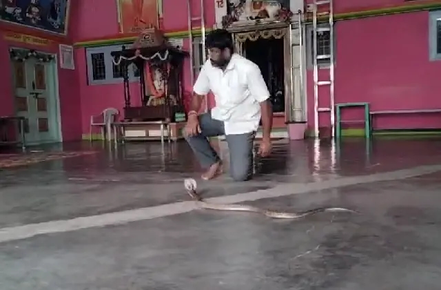 ನಂಜನಗೂಡು: ಶರಣ ಸಂಗಮ ಮಠದಲ್ಲಿ ಹೆಡೆ ಎತ್ತಿ ನಿಂತ ನಾಗರಹಾವು..! - News Karnataka