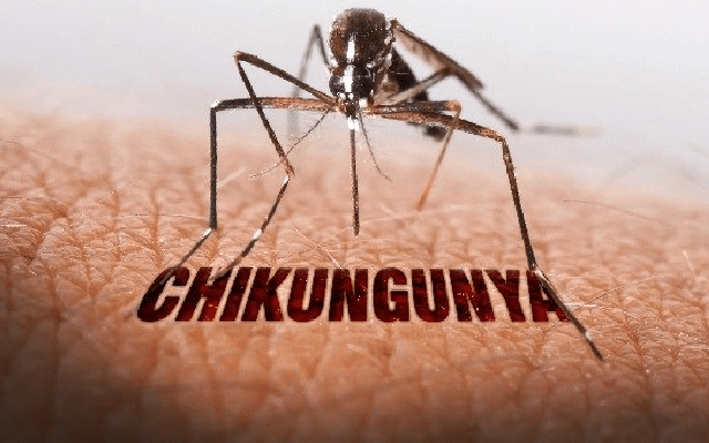 ಬೆಂಗಳೂರಲ್ಲಿ ಡೆಂಘಿ ಜೊತೆಗೆ ಚಿಕೂನ್ ಗುನ್ಯಾ ಎಂಟ್ರಿ - News Karnataka