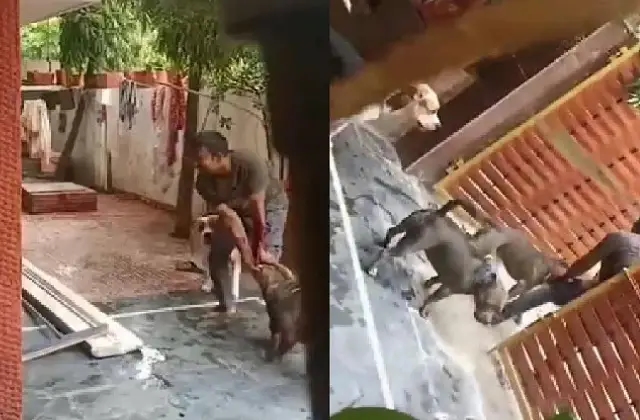 ಫುಡ್ ಡೆಲಿವರಿ ಮ್ಯಾನ್ ಗೆ ಎರಡು ಪಿಟ್‌ ಬುಲ್‌ ನಾಯಿಗಳು ದಾಳಿ : ವಿಡಿಯೋ ವೈರಲ್‌ - News Karnataka