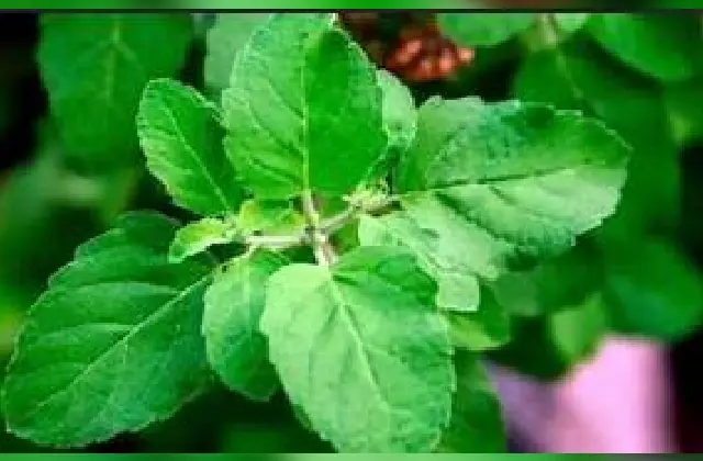 ತುಳಸಿ ಎಲೆ ಅನೇಕ ಔಷಧೀಯ ಗುಣಗಳಿಂದ ಸಮೃದ್ಧ - News Karnataka